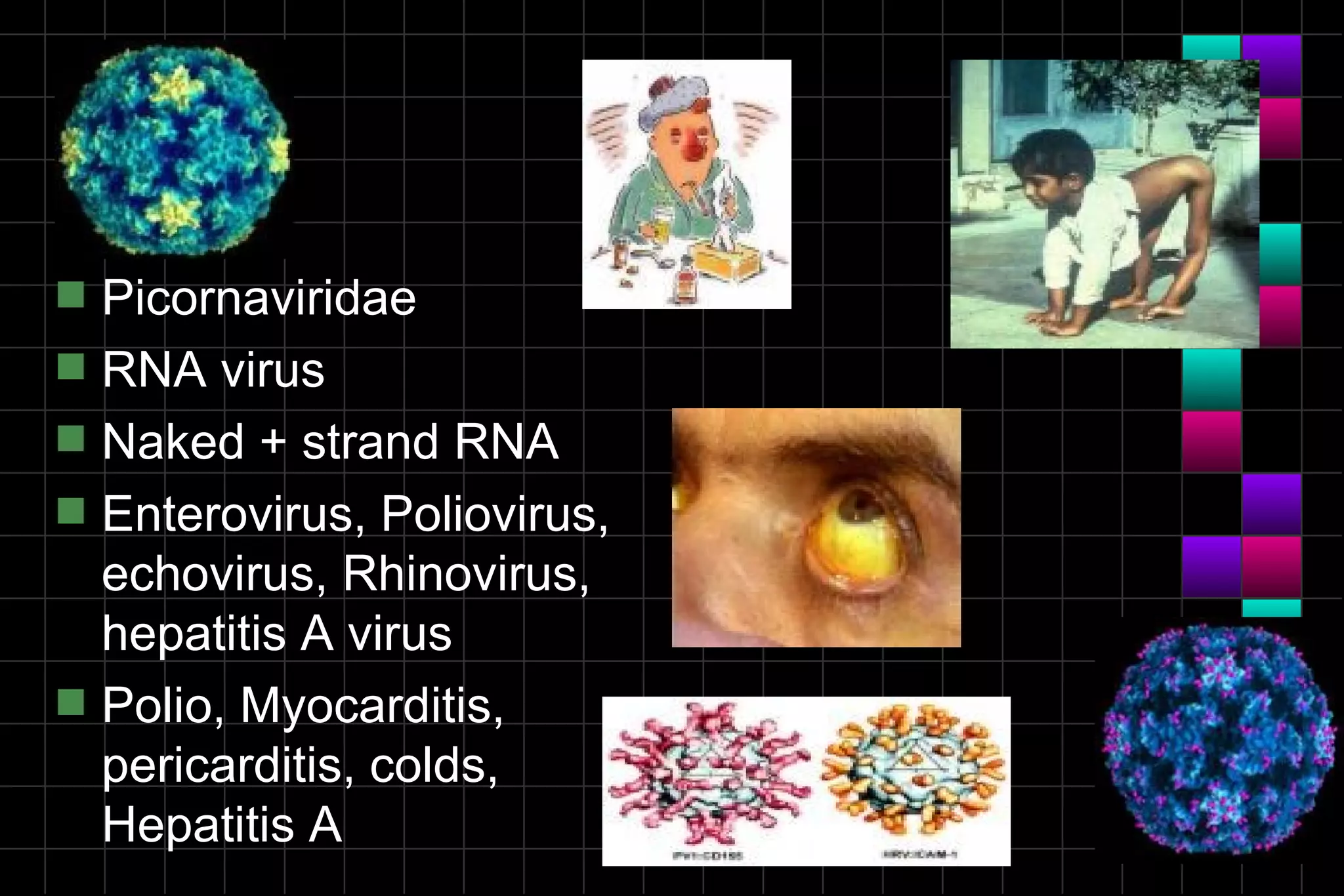 s   Picornaviridae
s   RNA virus
s   Naked + strand RNA
s   Enterovirus, Poliovirus,
    echovirus, Rhinovirus,
    hepatitis A virus
s   Polio, Myocarditis,
    pericarditis, colds,
    Hepatitis A
 