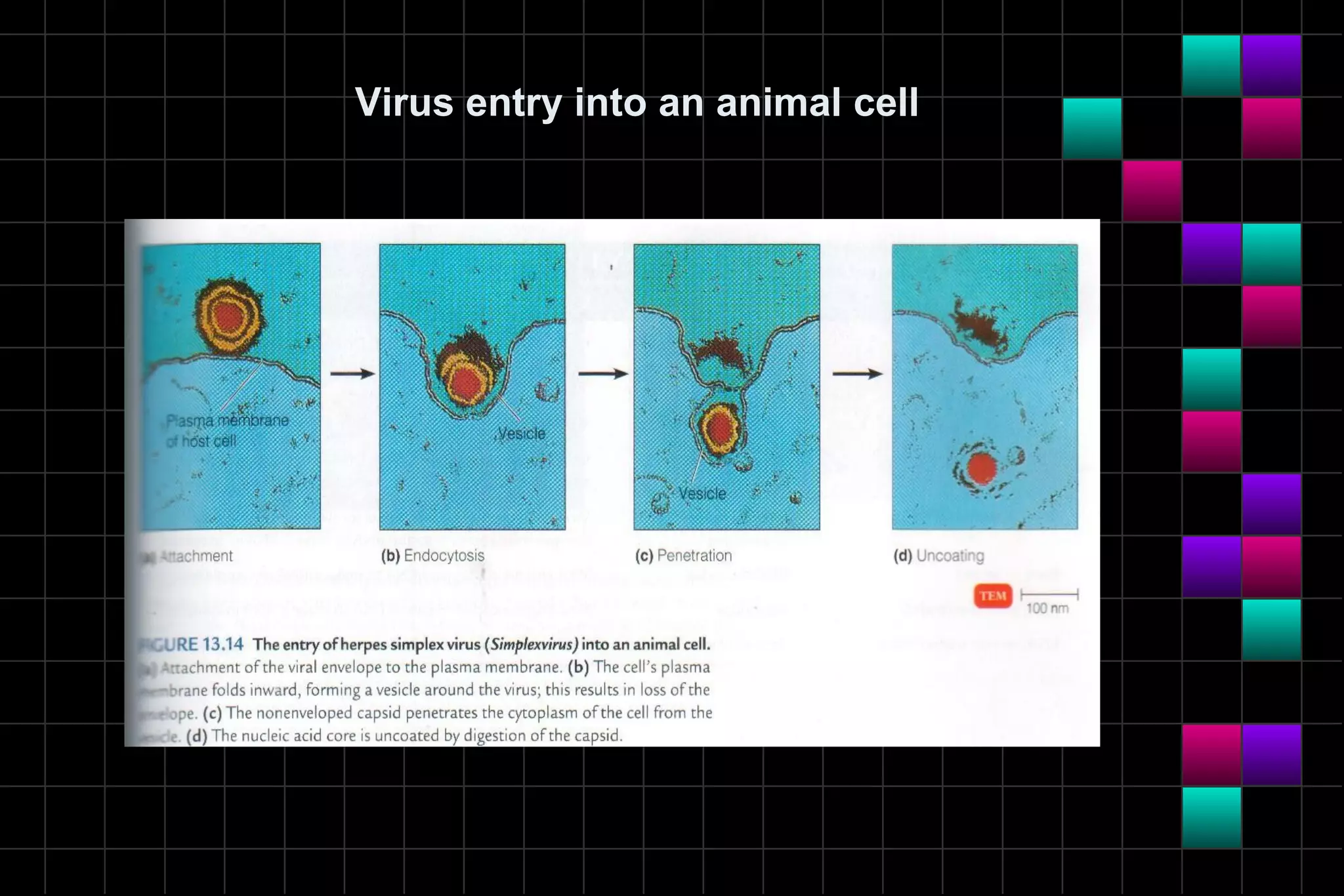 Virus entry into an animal cell
 