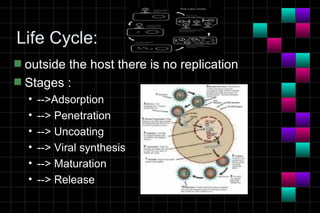 Life Cycle:
s outside the host there is no replication
s Stages :
    •   -->Adsorption
    •   --> Penetration
    •   --> Uncoating
    •   --> Viral synthesis
    •   --> Maturation
    •   --> Release
 