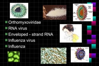 s Orthomyxoviridae
s RNA   virus
s Enveloped - strand RNA
s Influenza virus
s Influenza
 