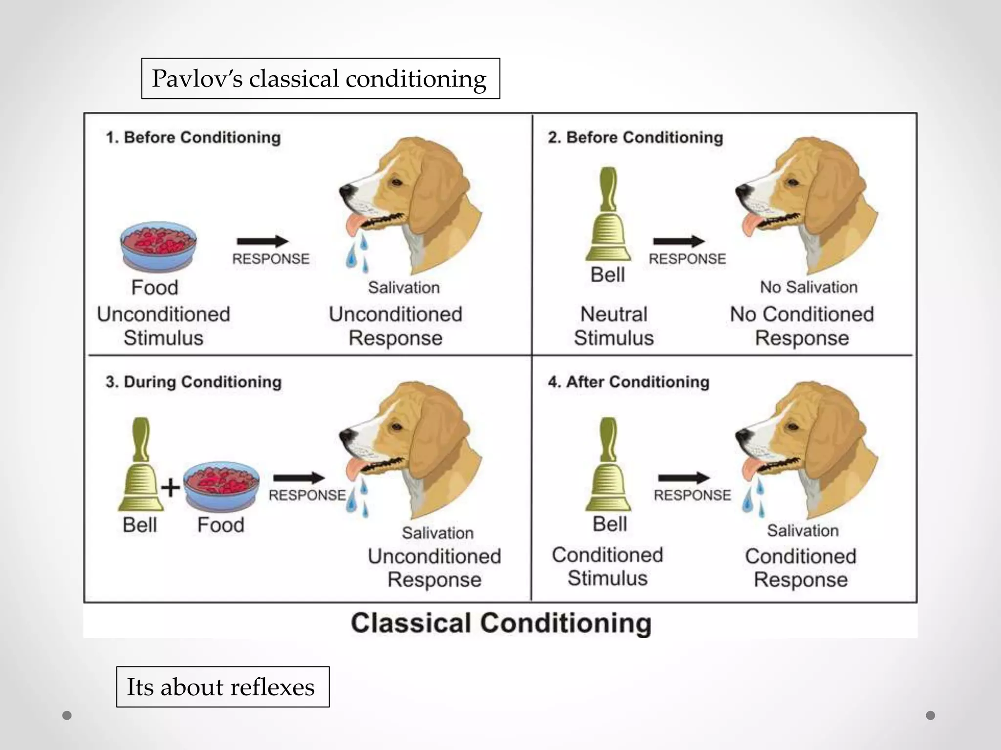 Pavlov’s classical conditioning
Its about reflexes
 