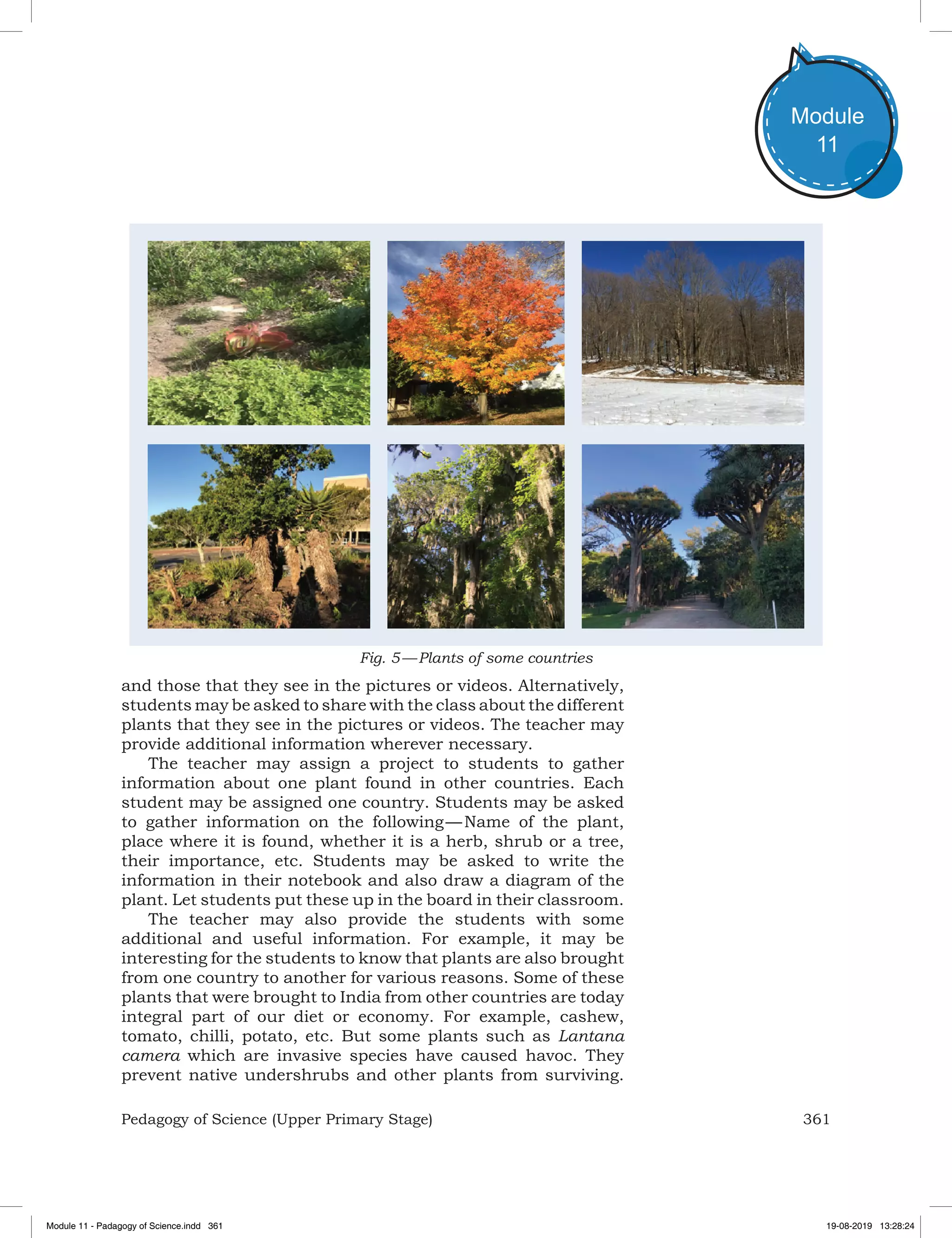 361Pedagogy of Science (Upper Primary Stage)
Module
11
and those that they see in the pictures or videos. Alternatively,
students may be asked to share with the class about the different
plants that they see in the pictures or videos. The teacher may
provide additional information wherever necessary.
The teacher may assign a project to students to gather
information about one plant found in other countries. Each
student may be assigned one country. Students may be asked
to gather information on the following — Name of the plant,
place where it is found, whether it is a herb, shrub or a tree,
their importance, etc. Students may be asked to write the
information in their notebook and also draw a diagram of the
plant. Let students put these up in the board in their classroom.
The teacher may also provide the students with some
additional and useful information. For example, it may be
interesting for the students to know that plants are also brought
from one country to another for various reasons. Some of these
plants that were brought to India from other countries are today
integral part of our diet or economy. For example, cashew,
tomato, chilli, potato, etc. But some plants such as Lantana
camera which are invasive species have caused havoc. They
prevent native undershrubs and other plants from surviving.
Fig. 5 — Plants of some countries
Module 11 - Padagogy of Science.indd 361 19-08-2019 13:28:24
 