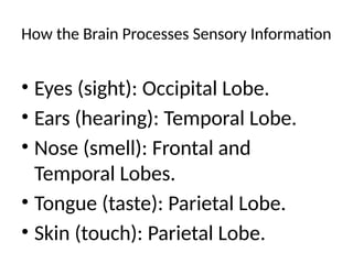 How the Brain Processes Sensory Information
• Eyes (sight): Occipital Lobe.
• Ears (hearing): Temporal Lobe.
• Nose (smell): Frontal and
Temporal Lobes.
• Tongue (taste): Parietal Lobe.
• Skin (touch): Parietal Lobe.
 
