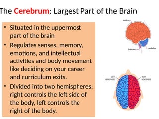 The Cerebrum: Largest Part of the Brain
• Situated in the uppermost
part of the brain
• Regulates senses, memory,
emotions, and intellectual
activities and body movement
like deciding on your career
and curriculum exits.
• Divided into two hemispheres:
right controls the left side of
the body, left controls the
right of the body.
 