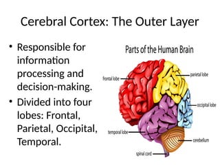 Cerebral Cortex: The Outer Layer
• Responsible for
information
processing and
decision-making.
• Divided into four
lobes: Frontal,
Parietal, Occipital,
Temporal.
 