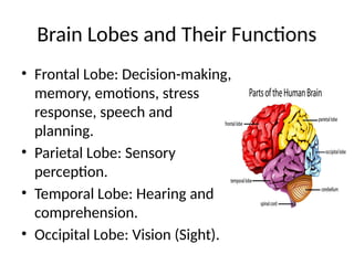 Brain Lobes and Their Functions
• Frontal Lobe: Decision-making,
memory, emotions, stress
response, speech and
planning.
• Parietal Lobe: Sensory
perception.
• Temporal Lobe: Hearing and
comprehension.
• Occipital Lobe: Vision (Sight).
 