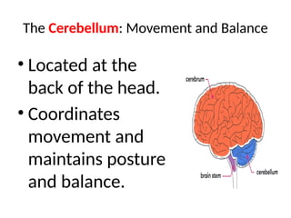 The Cerebellum: Movement and Balance
• Located at the
back of the head.
• Coordinates
movement and
maintains posture
and balance.
 