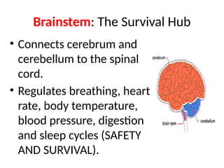 Brainstem: The Survival Hub
• Connects cerebrum and
cerebellum to the spinal
cord.
• Regulates breathing, heart
rate, body temperature,
blood pressure, digestion
and sleep cycles (SAFETY
AND SURVIVAL).
 