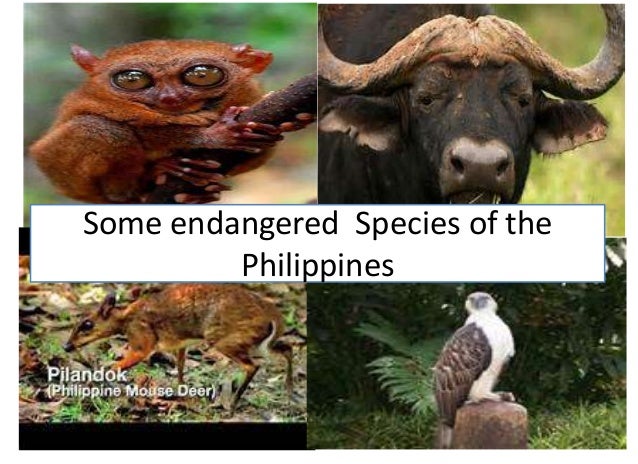 Module 11 pangangalaga sa kalikasan es p 10