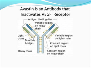 Avastin is an Antibody that
Inactivates VEGF Receptor
 