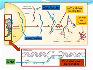 Curstersin      No Translation,
                                          this step fails

                                                   Clusterin
                                                      not
                                                   Created




      RNA of Clusterin




RNA                                   Exploded view:
                                       Transcription
 