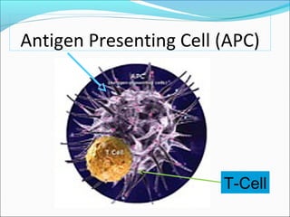 Antigen Presenting Cell (APC)




                        T-Cell
 