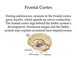 Frontal Cortex During adolescence, neurons in the frontal cortex grow myelin, which speeds up nerve conduction. The frontal cortex lags behind the limbic system’s development. Hormonal surges and the limbic system may explain occasional teen impulsiveness. 