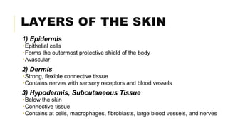 LAYERS OF THE SKIN
1) Epidermis
 Epithelial cells
 Forms the outermost protective shield of the body
 Avascular
2) Dermis
 Strong, flexible connective tissue
 Contains nerves with sensory receptors and blood vessels
3) Hypodermis, Subcutaneous Tissue
 Below the skin
 Connective tissue
 Contains at cells, macrophages, fibroblasts, large blood vessels, and nerves
 