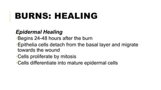 BURNS: HEALING
Epidermal Healing
Begins 24-48 hours after the burn
Epithelia cells detach from the basal layer and migrate
towards the wound
Cells proliferate by mitosis
Cells differentiate into mature epidermal cells
 
