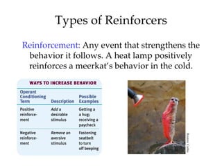 Types of Reinforcers
Reinforcement: Any event that strengthens the
 behavior it follows. A heat lamp positively
 reinforces a meerkat’s behavior in the cold.




                                         Reuters/ Corbis
 