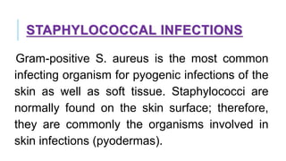 STAPHYLOCOCCAL INFECTIONS
Gram-positive S. aureus is the most common
infecting organism for pyogenic infections of the
skin as well as soft tissue. Staphylococci are
normally found on the skin surface; therefore,
they are commonly the organisms involved in
skin infections (pyodermas).
 