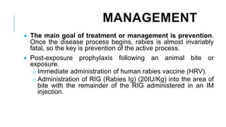 MANAGEMENT
• The main goal of treatment or management is prevention.
Once the disease process begins, rabies is almost invariably
fatal, so the key is prevention of the active process.
• Post-exposure prophylaxis following an animal bite or
exposure.
o Immediate administration of human rabies vaccine (HRV).
o Administration of RIG (Rabies Ig) (20IU/Kg) into the area of
bite with the remainder of the RIG administered in an IM
injection.
 