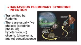 • HANTAVIRUS PULMONARY SYNDROME
INFECTION
oTransmitted by
Rodents
oThere are usually five
phases: (a) febrile
phase, (b)
hypotension, (c)
oliguria, (d) polyuria,
and (e) convalescence
 
