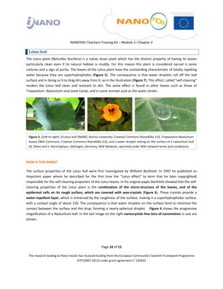  

 

 

                                  NANOYOU Teachers Training Kit – Module 1– Chapter 2 

    Lotus leaf 
The  Lotus  plant  (Nelumbo  Nucifera)  is  a  native  Asian  plant  which  has  the  distinct  property  of  having  its  leaves 
particularly  clean  even  if  its  natural  habitat  is  muddy.  For  this  reason  this  plant  is  considered  sacred  is  some 
cultures and a sign of purity. The leaves of the Lotus plant have the outstanding characteristic of totally repelling 
water  because  they  are  superhydrophobic  (Figure  5).  The  consequence  is  that  water  droplets  roll  off  the  leaf 
surface and in doing so it to drag dirt away from it, as in the illustration (Figure 7). This effect, called “self‐cleaning” 
renders  the  Lotus  leaf  clean  and  resistant  to  dirt.  The  same  effect  is  found  in  other  leaves  such  as  those  of 
Tropeaolum‐ Nasturtium and some Canas, and in some animals suck as the water strider. 




    Figure 5. /Left to right): A Lotus leaf (iNANO, Aarhus University, Creative Commons ShareAlike 3.0), Tropeaolum‐Nasturtium 
    leaves (Wiki Commons, Creative Commons ShareAlike 3.0), and a water droplet resting on the surface of a nasturtium leaf 
    (A. Otten and S. Herminghaus, Göttingen, Germany, NISE Network, reprinted under NISE network terms and conditions).

 

HOW IS THIS NANO?  

The  surface  properties  of  the  Lotus  leaf  were  first  investigated  by  Wilhelm  Barthlott.  In  1997  he  published  an 
important  paper  where  he  described  for  the  first  time  the  “Lotus  effect”  (a  term  that  he  later  copyrighted) 
responsible for the self‐cleaning properties of the Lotus leaves. In his original paper Barthlott showed that the self‐
cleaning  properties  of  the  Lotus  plant  is  the  combination  of  the  micro‐structure  of  the  leaves,  and  of  the 
epidermal  cells  on  its  rough  surface,  which  are  covered  with  wax‐crystals  (Figure  6).  These  crystals  provide  a 
water‐repellent layer, which is enhanced by the roughness of the surface, making it a superhydrophobic surface, 
with a contact angle of about 150. The consequence is that water droplets on the surface tend to minimize the 
contact  between  the  surface  and  the  drop,  forming  a  nearly‐spherical  droplet.      Figure  6  shows  the  progressive 
magnification of a Nasturtium leaf. In the last image on the right nanocrystals few tens of nanometres in size are 
shown. 

 

 

                                                         Page 10 of 15 

    The research leading to these results has received funding from the European Community's Seventh Framework Programme 
                                         (FP7/2007‐2013) under grant agreement n° 233433 

 
 