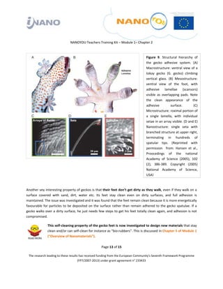  

 

 

                                 NANOYOU Teachers Training Kit – Module 1– Chapter 2 



                                                                                          Figure  9.  Structural  hierarchy  of 
                                                                                          the  gecko  adhesive  system.  (A) 
                                                                                          Macrostructure:  ventral  view  of  a 
                                                                                          tokay  gecko  (G.  gecko)  climbing 
                                                                                          vertical  glass.  (B)  Mesostructure: 
                                                                                          ventral  view  of  the  foot,  with 
                                                                                          adhesive  lamellae  (scansors) 
                                                                                          visible  as  overlapping  pads.  Note 
                                                                                          the  clean  appearance  of  the 
                                                                                          adhesive           surface.       (C) 
                                                                                          Microstructure: roximal portion of 
                                                                                          a  single  lamella,  with  individual 
                                                                                          setae in an array visible. (D and E) 
                                                                                          Nanostructure:  single  seta  with 
                                                                                          branched structure at upper right, 
                                                                                          terminating  in  hundreds  of 
                                                                                          spatular  tips.  (Reprinted  with 
                                                                                          permission    from:  Hansen  et  al., 
                                                                                          Proocedings  of  the  national 
                                                                                          Academy  of  Science  (2005),  102 
                                                                                          (2),  386‐389.  Copyright  (2005) 
                                                                                          National  Academy  of  Science, 
 
                                                                                          USA)
 

Another vey interesting property of geckos is that their feet don’t get dirty as they walk, even if they walk on a 
surface  covered  with  sand,  dirt,  water  etc.  Its  feet  stay  clean  even  on  dirty  surfaces,  and  full  adhesion  is 
maintained. The issue was investigated and it was found that the feet remain clean because it is more energetically 
favourable  for  particles  to  be  deposited  on  the  surface  rather  than  remain  adhered  to  the  gecko  spatulae.  If  a 
gecko walks over a dirty surface, he just needs few steps to get his feet totally clean again, and adhesion is not 
compromised.  

                 This self‐cleaning property of the gecko feet is now investigated to design new materials that stay 
                 clean and/or can self‐clean for instance as “bio‐rubbers”. This is discussed in Chapter 5 of Module 1 
                 (“Overview of Nanomaterials”). 

                                                        Page 13 of 15 

    The research leading to these results has received funding from the European Community's Seventh Framework Programme 
                                         (FP7/2007‐2013) under grant agreement n° 233433 

 
 