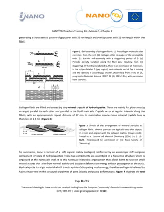  

 

 

                                  NANOYOU Teachers Training Kit – Module 1– Chapter 2 

generating a characteristic pattern of gap zones with 35 nm length and overlap zones with 32 nm length within the 
fibril. 


                                                         Figure 2. Self‐assembly of collagen fibrils. (a) Procollagen molecule after 
                                                         excretion  from  the  cell.  (b)  Collagen  after  cleavage  of  the  propeptide 
                                                         ends.  (c)  Parallel  self‐assembly  with  a  staggering  period  of  D.  (d) 
                                                         Periodic  density  variation  along  the  fibril  axis,  resulting  from  the 
                                                         staggering. In the stripes labeled O, there is an overlap of all molecules. 
                                                         In the stripes labeled G (gap region), one molecule out of five is missing 
                                                         and  the  density  is  accordingly  smaller.  (Reprinted  from:  Fratz  et  al., 
                                                         progress in Materials Science (2007) 52 (8), 1263‐1334, with permission 
                                                         from Elsevier). 


                                                      

                                                      

                                                      

Collagen fibrils are filled and coated by tiny mineral crystals of hydroxiapatite. These are mainly flat plates mostly 
arranged  parallel  to  each  other  and  parallel  to  the  fibril  main  axis.  Crystals  occur  at  regular  intervals  along  the 
fibrils,  with  an  approximately  repeat  distance  of  67  nm.  In  mammalian  species  bone  mineral  crystals  have  a 
thickness of 2‐4 nm (Figure 3).  

                                                                Figure  3.  Sketch  of  the  arrangement  of  mineral  particles  in 
                                                                collagen  fibrils.  Mineral  particles  are  typically  very  thin  objects 
                                                                (2–4  nm)  and  aligned  with  the  collagen  matrix.  (Image  credit: 
                                                                Fratzel  et  al.,  Journal  of  Material  Chemistry  (2004)  14,  2115‐
                                                                2123.    Reproduced  by  permission  of  the  Royal  Society  of 
                                                                Chemistry).  
 

To  summarize,  bone  is  formed  of  a  soft  organic  matrix  (collagen)  reinforced  by  an  anisotropic  stiff  inorganic 
component  (crystals  of  hydroxiapatite).  These  two  components  are  assembled  in  a  hierarchic  structure  which  is 
organized  at  the  nanoscale  level.  It  is  this  nanoscale  hierarchic  organization  that  allows  bone  to  tolerate  small 
microfractures that arise from normal activity and dissipate deformation energy without propagation of the crack. 
Hydroxiapatite is a rigid material which is not capable of dissipating much energy; therefore collagen is believed to 
have a major role in the structural properties of bone (elastic and plastic deformation). Figure 4 illustrate the role 


                                                            Page 8 of 15 

    The research leading to these results has received funding from the European Community's Seventh Framework Programme 
                                         (FP7/2007‐2013) under grant agreement n° 233433 

 
 
