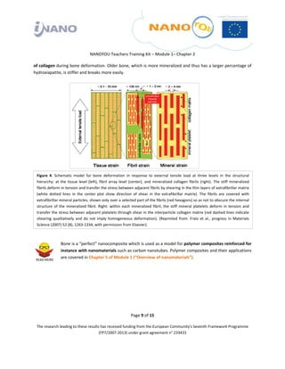  

 

 

                                          NANOYOU Teachers Training Kit – Module 1– Chapter 2 

of collagen during bone deformation. Older bone, which is more mineralized and thus has a larger percentage of 
hydroxiapatite, is stiffer and breaks more easily.              




     Figure  4.  Schematic  model  for  bone  deformation  in  response  to  external  tensile  load at  three  levels  in  the  structural 
     hierarchy:  at  the  tissue  level  (left),  fibril  array  level  (center),  and  mineralized  collagen  fibrils  (right).  The  stiff  mineralized 
     fibrils deform in tension and transfer the stress between adjacent fibrils by shearing in the thin layers of extrafibrillar matrix 
     (white  dotted  lines  in  the  center  plot  show  direction  of  shear  in  the  extrafibrillar  matrix).  The  fibrils  are  covered  with 
     extrafibrillar mineral particles, shown only over a selected part of the fibrils (red hexagons) so as not to obscure the internal 
     structure  of  the  mineralized  fibril.  Right:  within  each  mineralized  fibril,  the  stiff  mineral  platelets  deform  in  tension  and 
     transfer the stress between adjacent platelets through shear in the interparticle collagen matrix (red dashed lines indicate 
     shearing  qualitatively  and  do  not  imply  homogeneous  deformation).  (Reprinted  from:  Fratz  et  al.,  progress  in  Materials 
     Science (2007) 52 (8), 1263‐1334, with permission from Elsevier).
  

                     Bone is a “perfect” nanocomposite which is used as a model for polymer composites reinforced for 
                     instance with nanomaterials such as carbon nanotubes. Polymer composites and their applications 
                     are covered in Chapter 5 of Module 1 (“Overview of nanomaterials”). 

 

 

 

 

                                                                      Page 9 of 15 

     The research leading to these results has received funding from the European Community's Seventh Framework Programme 
                                          (FP7/2007‐2013) under grant agreement n° 233433 

 
 