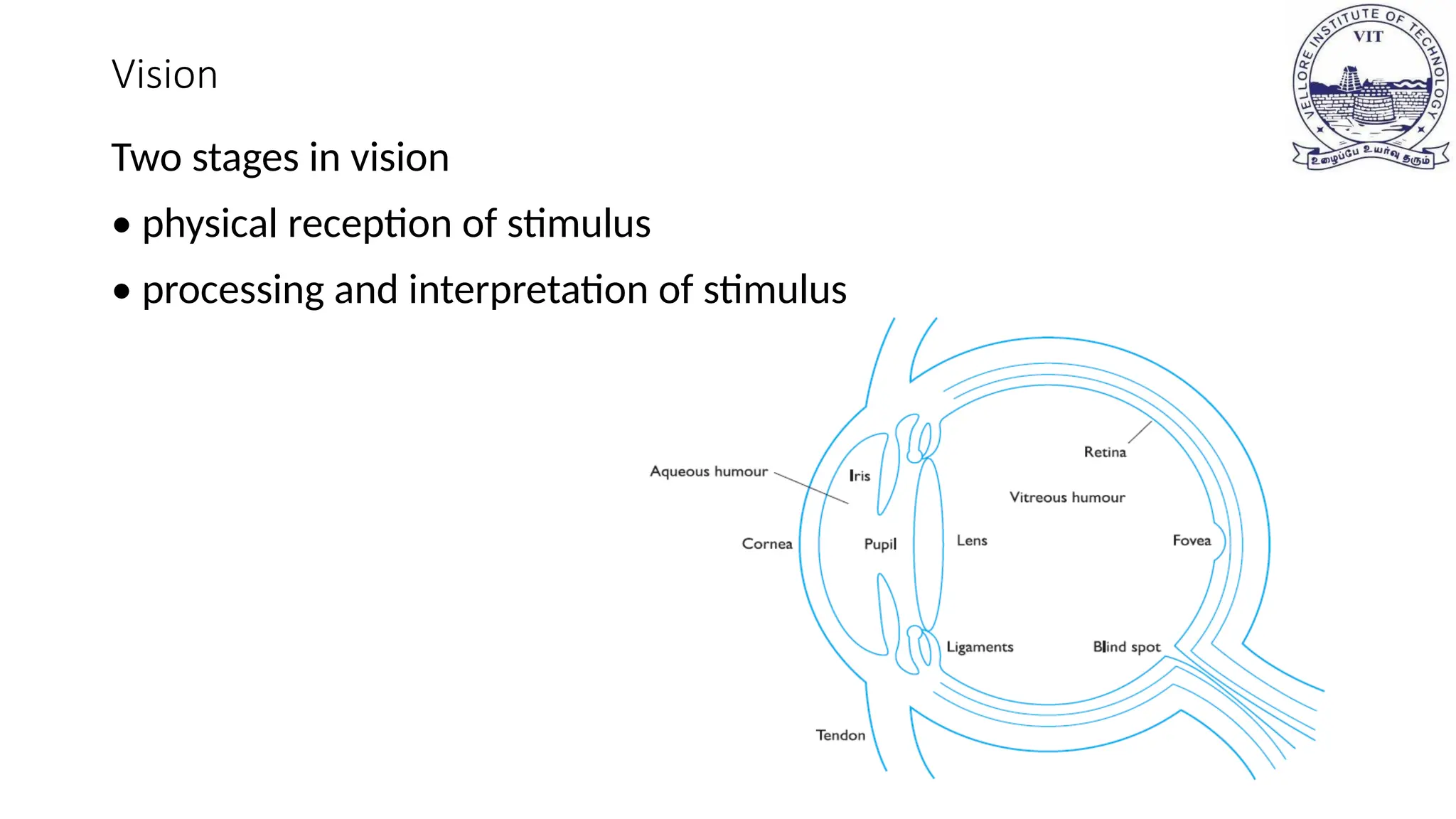 Vision
Two stages in vision
• physical reception of stimulus
• processing and interpretation of stimulus
 