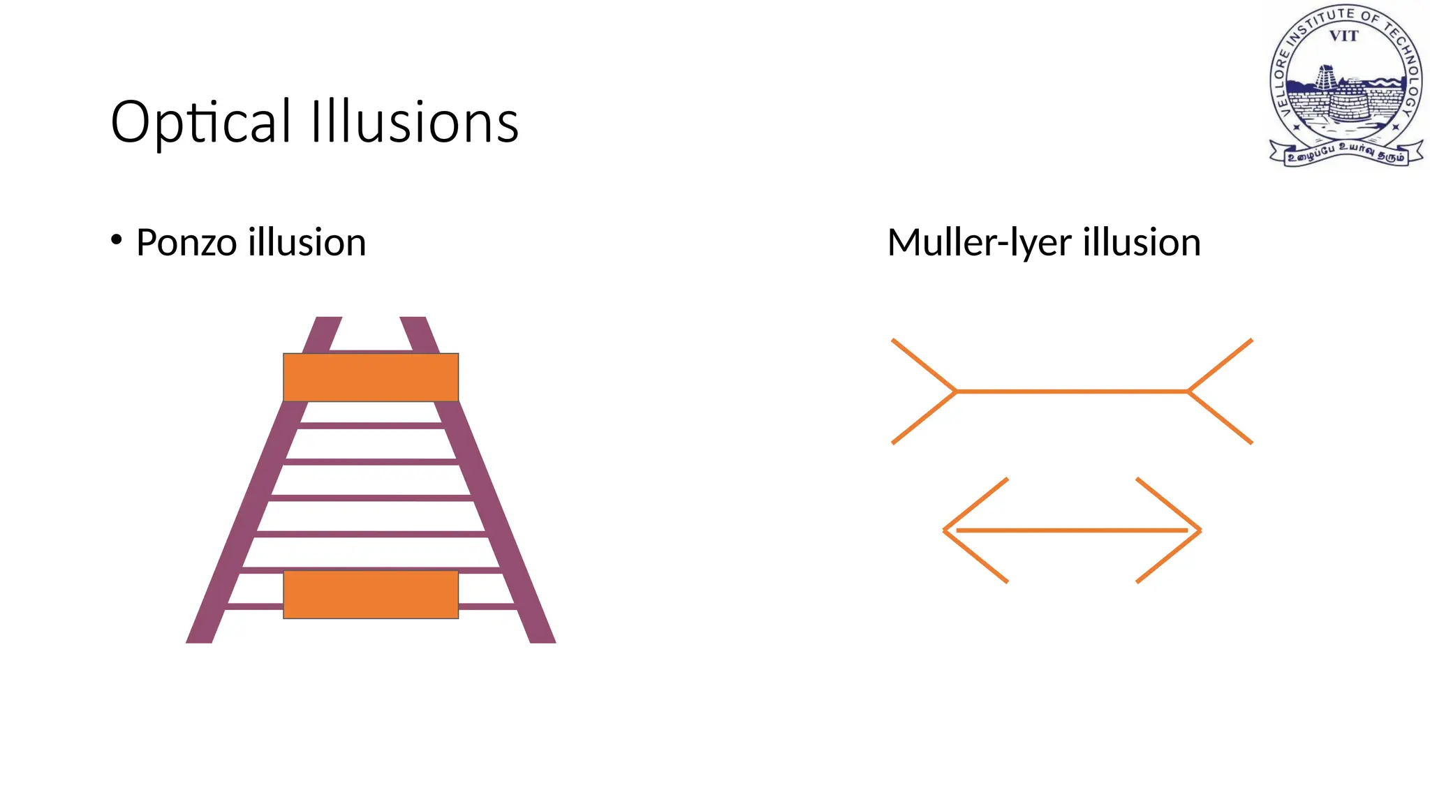 Optical Illusions
• Ponzo illusion Muller-lyer illusion
 