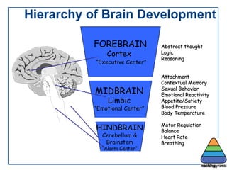 Hierarchy of Brain Development Abstract thought Logic Reasoning Attachment Contextual Memory Sexual Behavior Emotional Reactivity Appetite/Satiety Blood Pressure Body Temperature Motor Regulation Balance Heart Rate Breathing FOREBRAIN Cortex  “ Executive Center” MIDBRAIN Limbic “ Emotional Center” HINDBRAIN Cerebellum & Brainstem “ Alarm Center” 