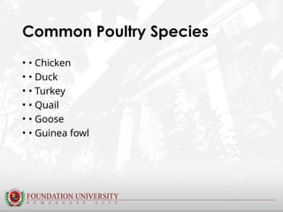Comprehensive Introduction to Poultry Production and Management | PPTX