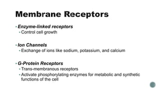 Enzyme-linked receptors
 Control cell growth
Ion Channels
 Exchange of ions like sodium, potassium, and calcium
G-Protein Receptors
 Trans-membranous receptors
 Activate phosphorylating enzymes for metabolic and synthetic
functions of the cell
 