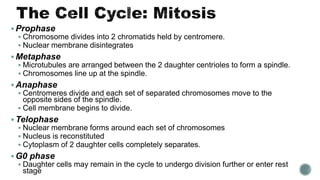  Prophase
 Chromosome divides into 2 chromatids held by centromere.
 Nuclear membrane disintegrates
 Metaphase
 Microtubules are arranged between the 2 daughter centrioles to form a spindle.
 Chromosomes line up at the spindle.
 Anaphase
 Centromeres divide and each set of separated chromosomes move to the
opposite sides of the spindle.
 Cell membrane begins to divide.
 Telophase
 Nuclear membrane forms around each set of chromosomes
 Nucleus is reconstituted
 Cytoplasm of 2 daughter cells completely separates.
 G0 phase
 Daughter cells may remain in the cycle to undergo division further or enter rest
stage
 