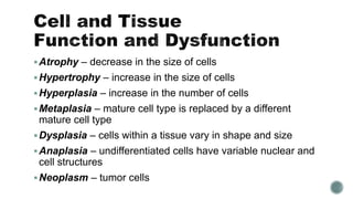 Atrophy – decrease in the size of cells
Hypertrophy – increase in the size of cells
Hyperplasia – increase in the number of cells
Metaplasia – mature cell type is replaced by a different
mature cell type
Dysplasia – cells within a tissue vary in shape and size
Anaplasia – undifferentiated cells have variable nuclear and
cell structures
Neoplasm – tumor cells
 