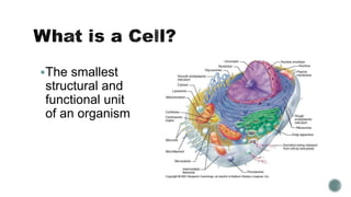The smallest
structural and
functional unit
of an organism
 