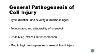 Type, duration, and severity of infectious agent
Type, status, and adaptability of target cell
Underlying intracellular phenomenon
Morphologic consequences of reversible cell injury
 