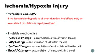 Reversible Cell Injury
If the ischemia or hypoxia is of short duration, the effects may be
reversible if circulation is rapidly restored.
4 notable morphologies
Hydropic Change – accumulation of water within the cell
Fatty Change – accumulation of fat within the cell
Hyaline Change – accumulation of eosinophils within the cell
Mucoid Change – accumulation of mucus within the cell
 