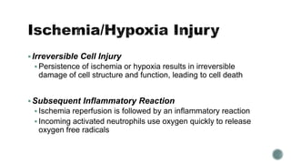 Irreversible Cell Injury
 Persistence of ischemia or hypoxia results in irreversible
damage of cell structure and function, leading to cell death
Subsequent Inflammatory Reaction
 Ischemia reperfusion is followed by an inflammatory reaction
 Incoming activated neutrophils use oxygen quickly to release
oxygen free radicals
 