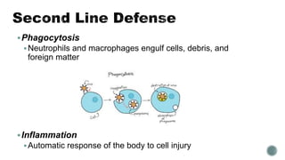 Phagocytosis
Neutrophils and macrophages engulf cells, debris, and
foreign matter
Inflammation
Automatic response of the body to cell injury
 