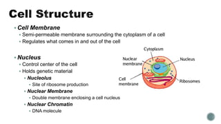 Cell Membrane
 Semi-permeable membrane surrounding the cytoplasm of a cell
 Regulates what comes in and out of the cell
 Nucleus
 Control center of the cell
 Holds genetic material
 Nucleolus
 Site of ribosome production
 Nuclear Membrane
 Double membrane enclosing a cell nucleus
 Nuclear Chromatin
 DNA molecule
 