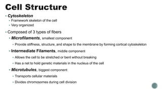  Cytoskeleton
 Framework skeleton of the cell
 Very organized
 Composed of 3 types of fibers
 Microfilaments, smallest component
 Provide stiffness, structure, and shape to the membrane by forming cortical cytoskeleton
 Intermediate Filaments, middle component
 Allows the cell to be stretched or bent without breaking
 Has a net to hold genetic materials in the nucleus of the cell
 Microtubules, biggest component
 Transports cellular materials
 Divides chromosomes during cell division
 