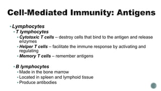 Lymphocytes
T lymphocytes
 Cytotoxic T cells – destroy cells that bind to the antigen and release
enzymes
 Helper T cells – facilitate the immune response by activating and
regulating
 Memory T cells – remember antigens
B lymphocytes
 Made in the bone marrow
 Located in spleen and lymphoid tissue
 Produce antibodies
 