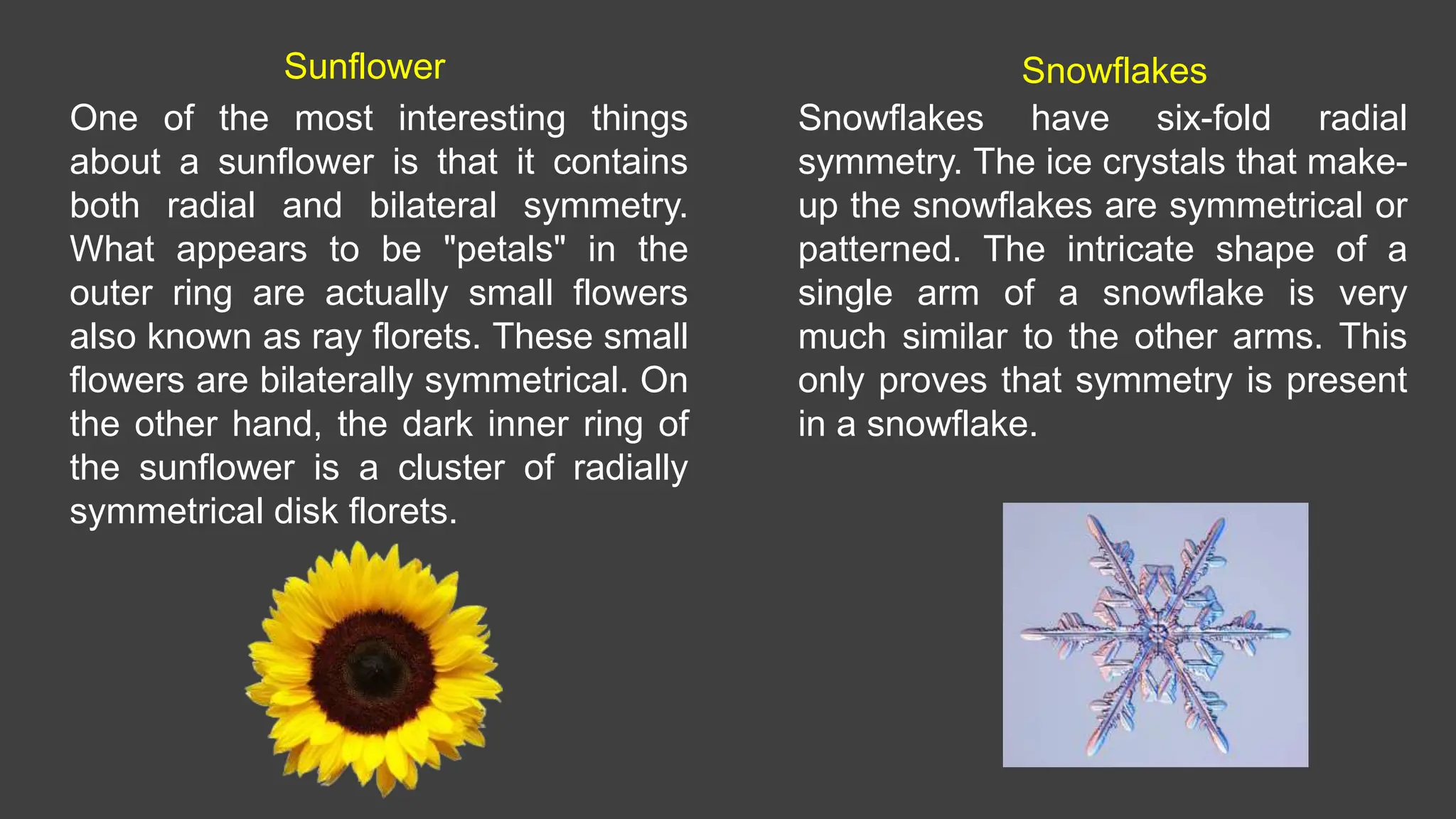 One of the most interesting things
about a sunflower is that it contains
both radial and bilateral symmetry.
What appears to be "petals" in the
outer ring are actually small flowers
also known as ray florets. These small
flowers are bilaterally symmetrical. On
the other hand, the dark inner ring of
the sunflower is a cluster of radially
symmetrical disk florets.
Sunflower Snowflakes
Snowflakes have six-fold radial
symmetry. The ice crystals that make-
up the snowflakes are symmetrical or
patterned. The intricate shape of a
single arm of a snowflake is very
much similar to the other arms. This
only proves that symmetry is present
in a snowflake.
 