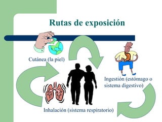 Rutas de exposición
Cutánea (la piel)
Inhalación (sistema respiratorio)
Ingestión (estómago o
sistema digestivo)
 