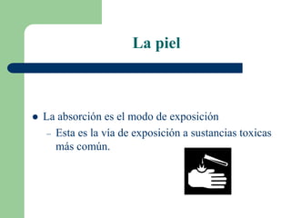 La piel
 La absorción es el modo de exposición
– Esta es la vía de exposición a sustancias toxicas
más común.
 