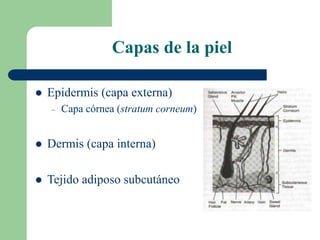 Capas de la piel
 Epidermis (capa externa)
– Capa córnea (stratum corneum)
 Dermis (capa interna)
 Tejido adiposo subcutáneo
 