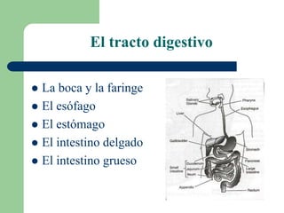 El tracto digestivo
 La boca y la faringe
 El esófago
 El estómago
 El intestino delgado
 El intestino grueso
 