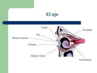 El ojo
Córnea
Esclerótica
Coroides
Iris
Humor vítreo
Lente
Humor acuoso
 