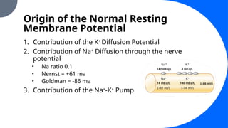 Origin of the Normal Resting
Membrane Potential
1. Contribution of the K+
Diffusion Potential
2. Contribution of Na+
Diffusion through the nerve
potential
• Na ratio 0.1
• Nernst = +61 mv
• Goldman = -86 mv
3. Contribution of the Na+
-K+
Pump
 