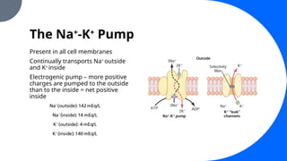The Na+
-K+
Pump
Present in all cell membranes
Continually transports Na+
outside
and K+
inside
Electrogenic pump – more positive
charges are pumped to the outside
than to the inside = net positive
inside
 